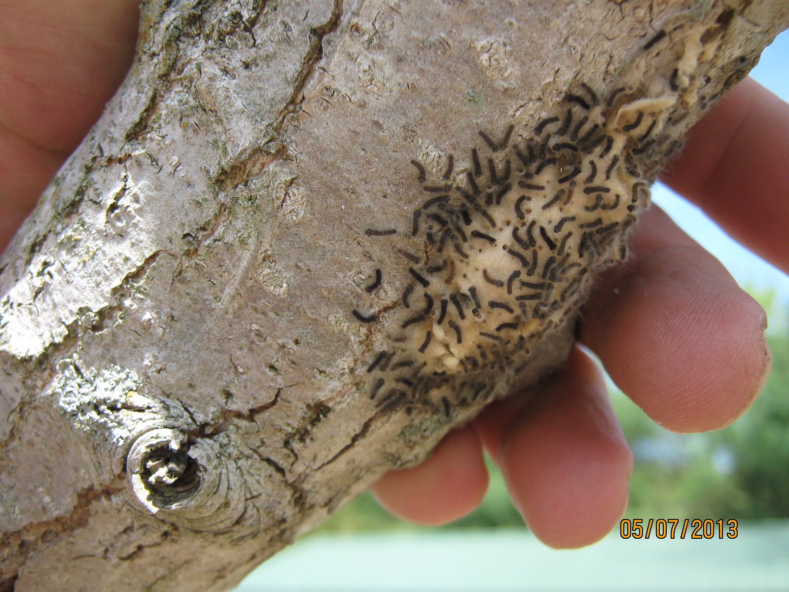 moths hatch « The Yellow Garden