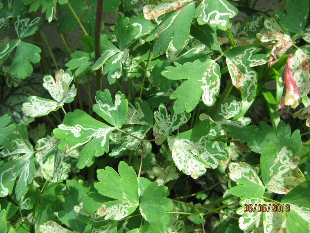 The tunnels made by the Columbine leaf miner are very east to spot. 