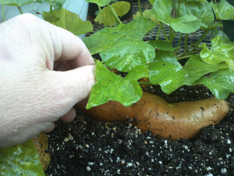 For the next step, I'll cover the sweet potato with soil.