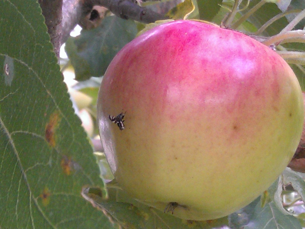 Apple maggot flies have a distinct pattern on their wings. You may not recognize it as a fly at first glance.