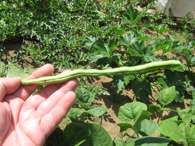 Chabarowsky bean pods can grow to a foot or more.