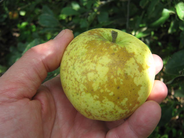 Russeting is considered a defect in the commercial apple world. On Lord's Seedling apple  the gorgeous golden-brown russet is a part of it's normal appearance. 