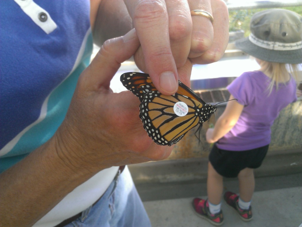 Tags are placed in a specific spot on the butterfly wing to minimize flight interference.  