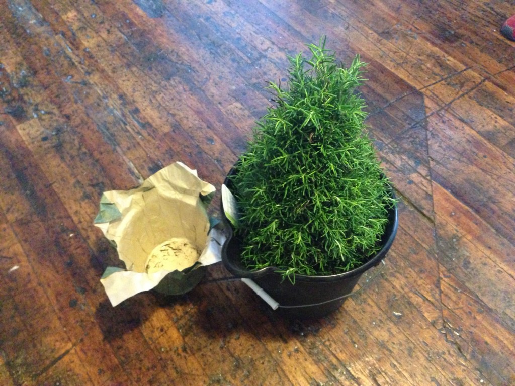 A bucket is a good way to make sure your rosemary gets adequate water.