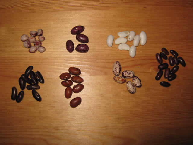 Bean seeds have a wide variety of color.