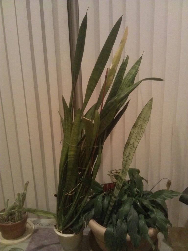 Mother-in-law's tongue plants do well when their roots are crowded. Note the small size of the pot.