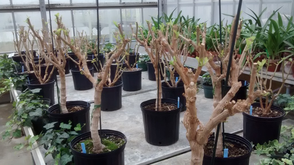 Behind the scenes: A bench of pruned poinsettias in Greenhouse III at University of Michigan Matthaei Botanical Gardens.