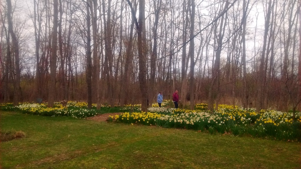 Daffodils thrive in the rich woodland soil.