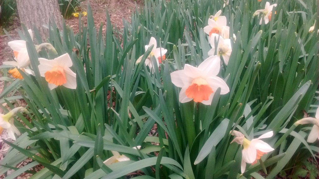 Beginning gardeners should note that daffodils are planted in the fall.