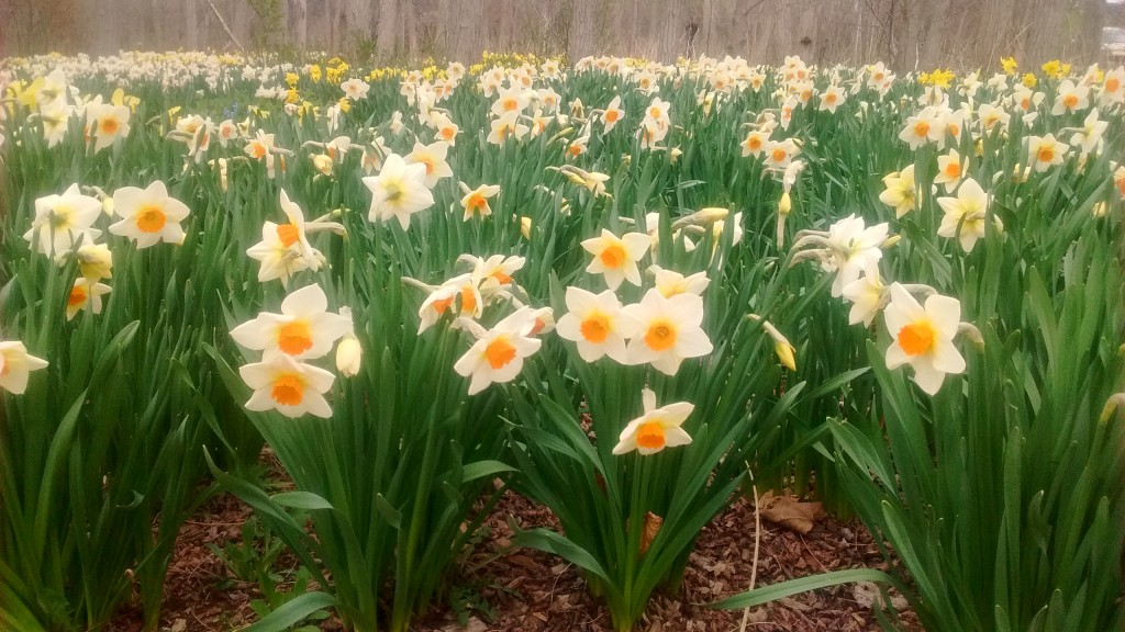 A few daffodils in the yard are nice, but a large plantinng like this makes a bold statement.