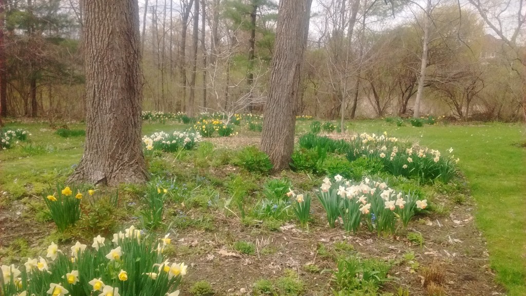 Daffodils grow well around black walnut trees.