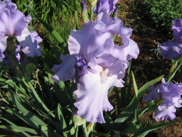 White with purple edges iris.