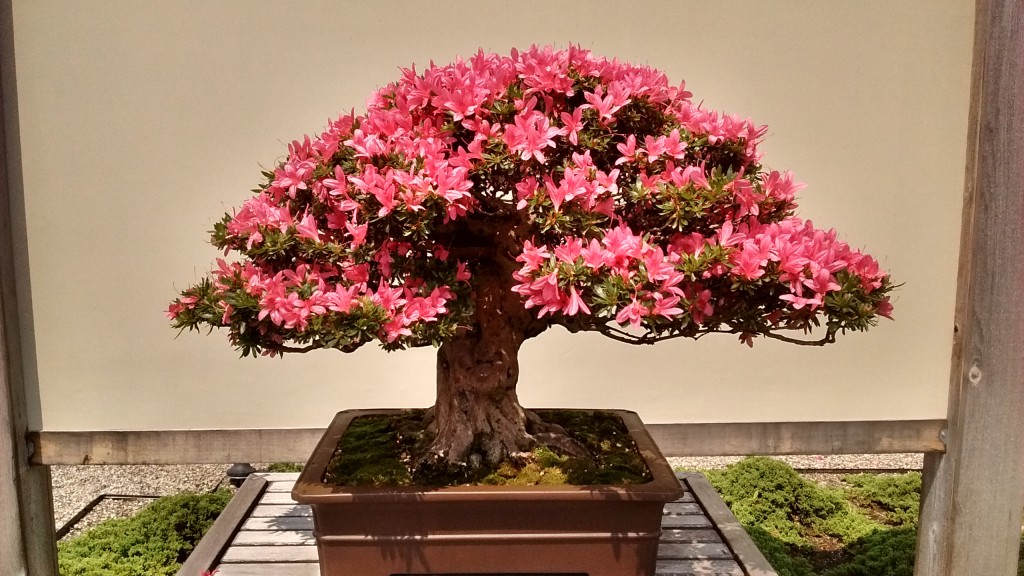 The azaleas on display are the species Rhododendron indicum.