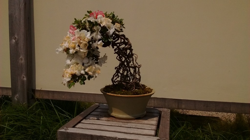 A fantastical shaped bonsai at Matthaei Botanical Gardens.