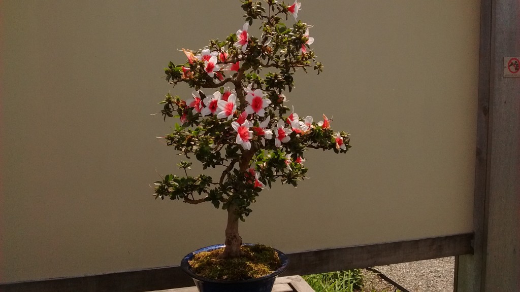 azalea bonsai