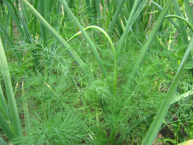 I have dill growing in the garlic bed. Once the garlic is gone, I'll let the dill finish growing. 