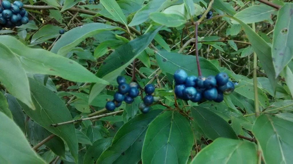The silky dogwood berries grow in clusters and are about 1/4 to 3/8 inch in diameter.