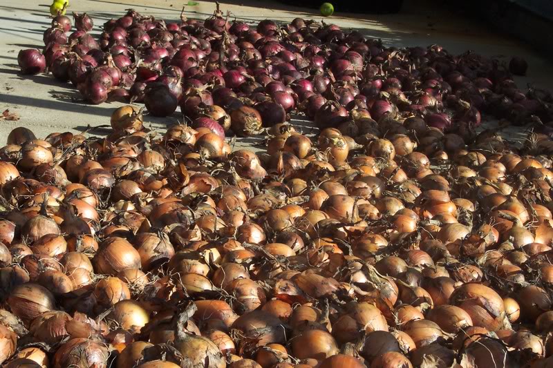 These onions are nearly dry enough to be put into storage.
