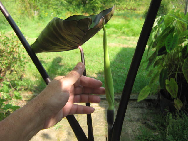 This is the second flower bud on this colocasia plant.