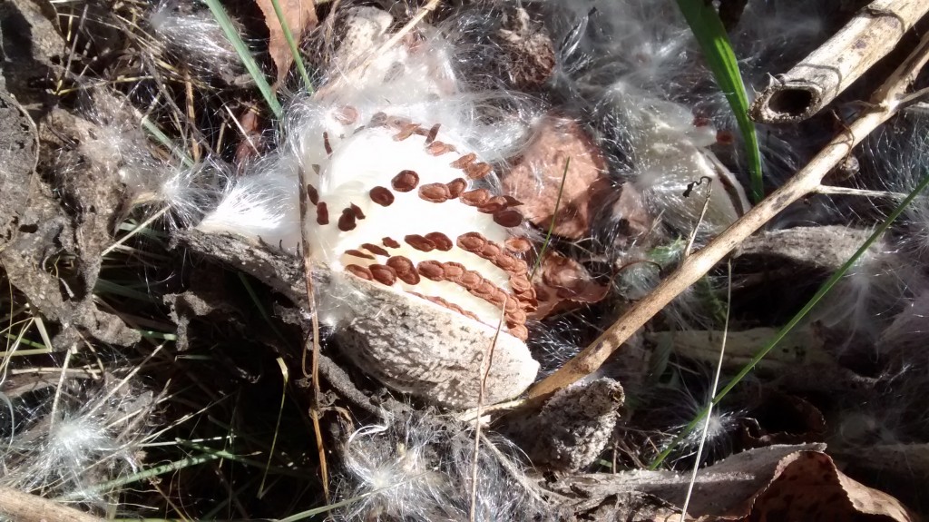 Inside a milkweed pod, the seeds grow in rows.