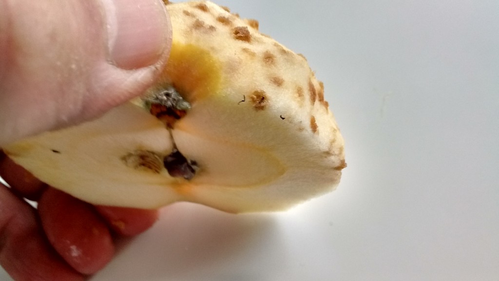 The corky spots develop just under the skin of the apple.