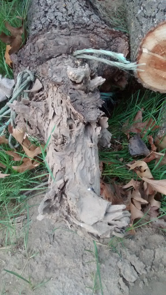 Even the roots were not able to develop properly