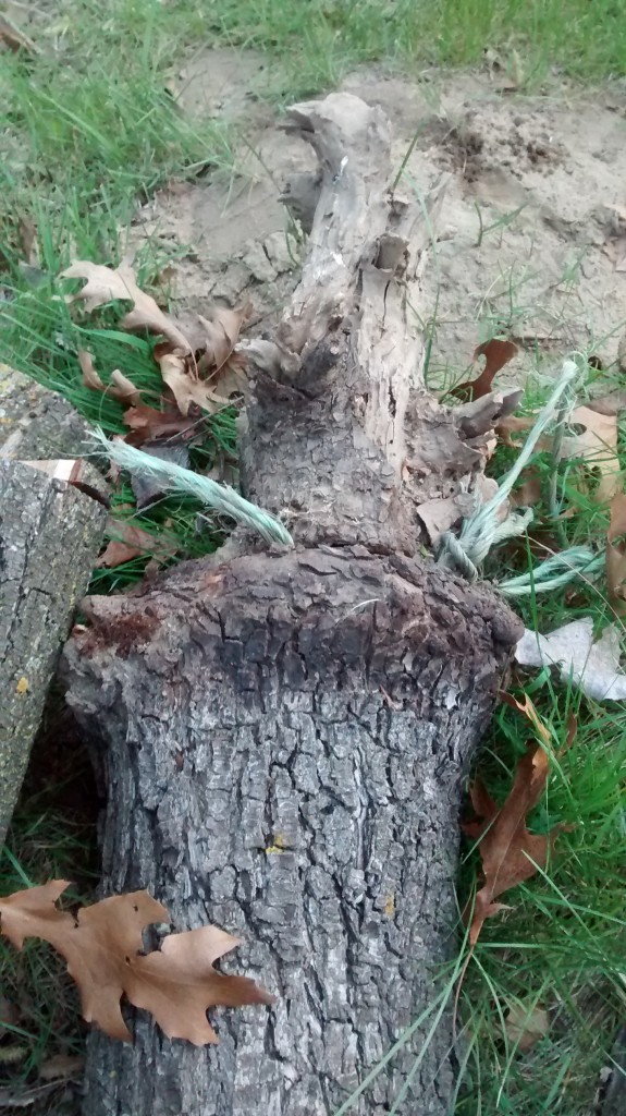 The tree formed a callus around the twine as it tried to minimize the damage.