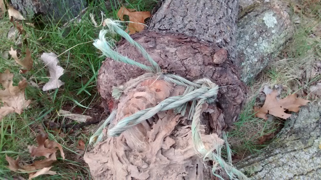 Damage by twine left on root ball.