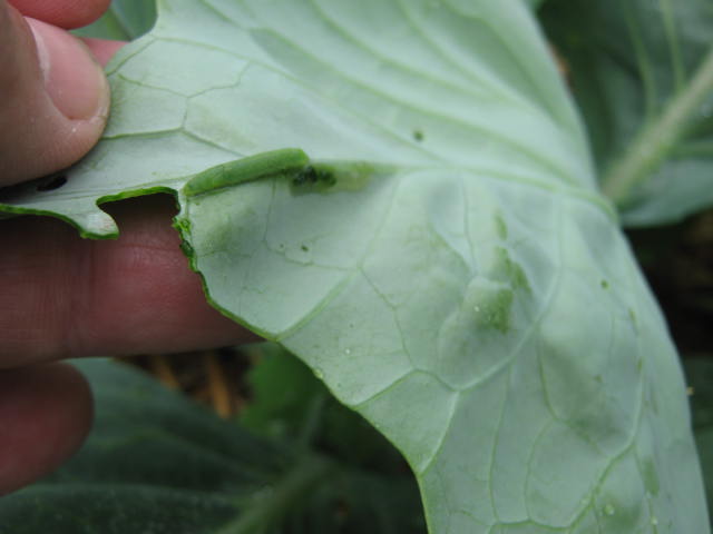 Within a few days this young cabbage worm will quickly grow and eat large volumes of  cabbage plant parts.