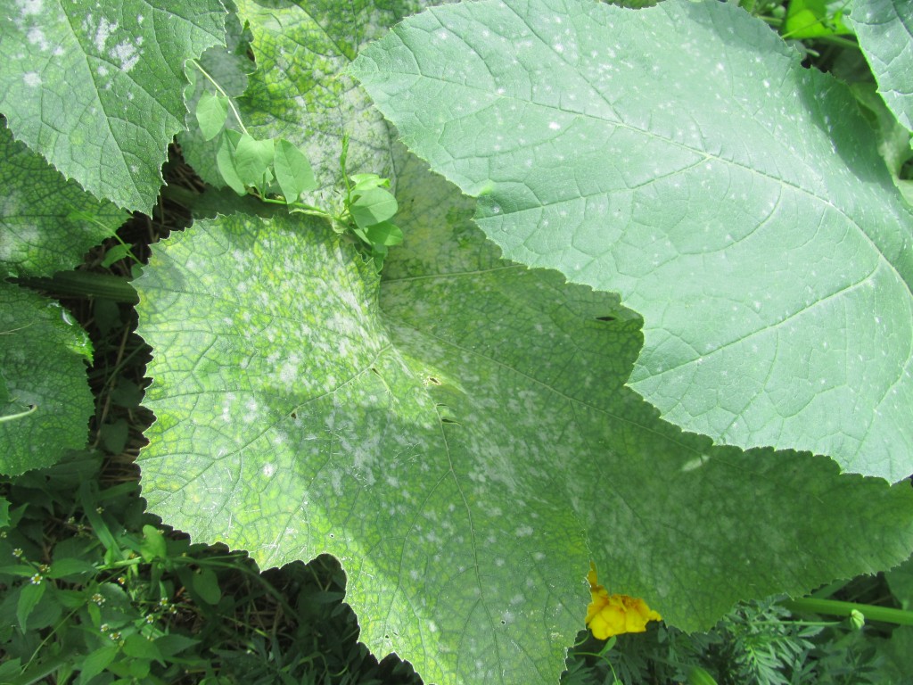 Some varieties of pumpkins and squash are more resistant to powdery mildew than others. Here are two different varieties growing side by side.