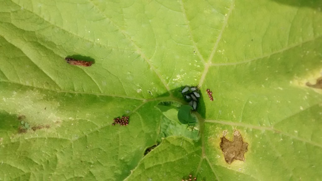 Down in the whorl of the leaf you can see a group of squash bug nymphs. On either side are egg masses. The white spots are where the bugs have been feeding.