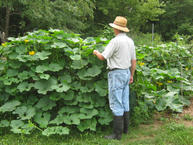 I would sure hate to lose my healthy squash vines at this point in the season.
