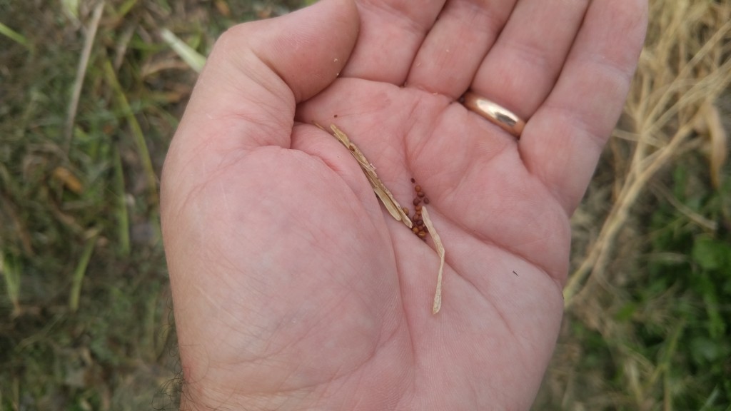 radish seeds