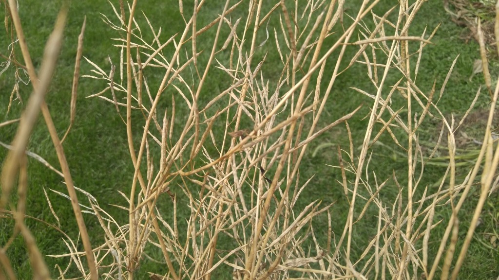 Pods and seeds from this radish are somewhat smaller than typical radish seeds.