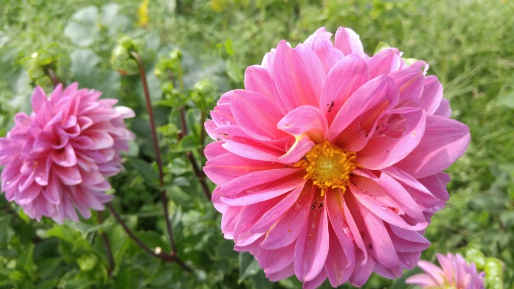 You would still have to control all of the other weeds that would come up in your temporary dahlia area.