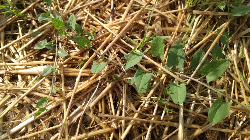 Even after being cut back all season, this field bindweed still managed to push its way through mulch.