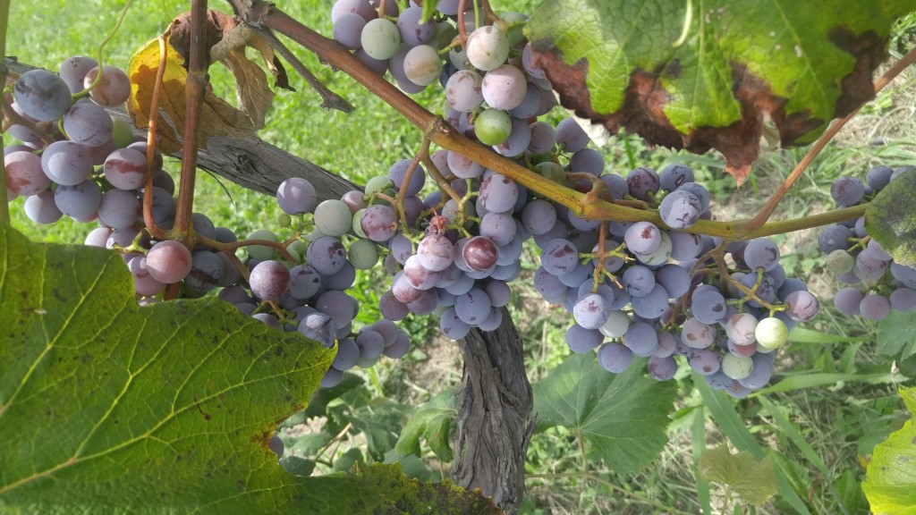 Our main grape crop i