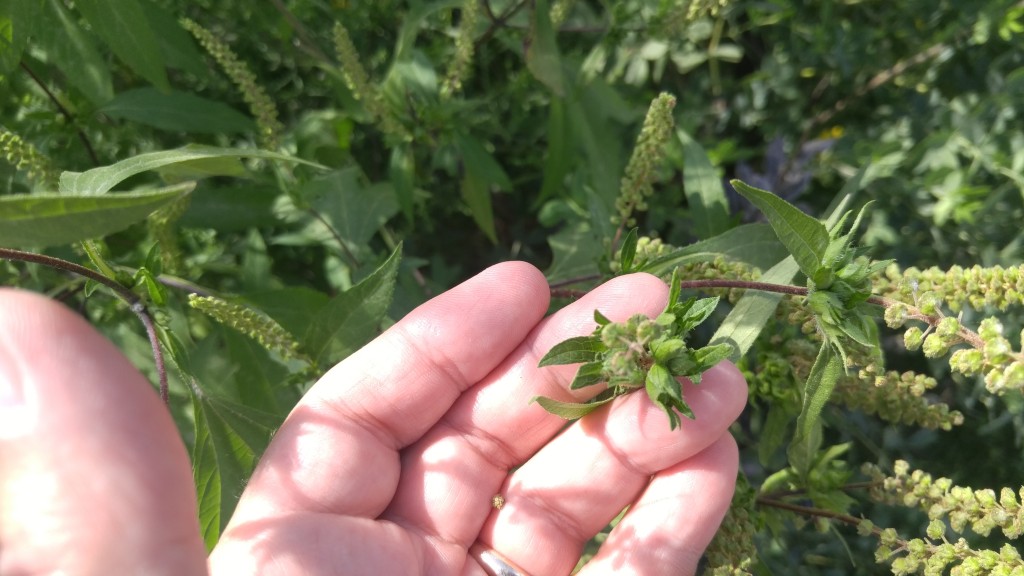 Here are some giant ragweed buds. They will eventually grow into seeds.