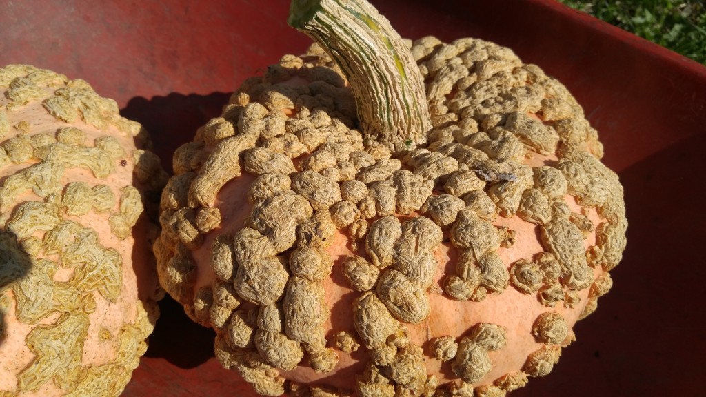 My Gladeux d'Eysine pumpkins are about 14 inches across. They feel quite dense for their size.