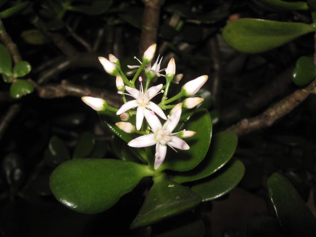 Jade plant flowers are white with hint of pink near the edges. They are about 3/4 inch across.