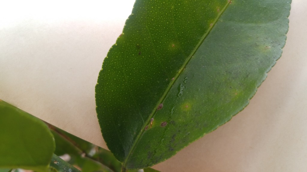 Yellow spots caused by scale feeding are one symptom to look for. The yellow spots are not always present however.