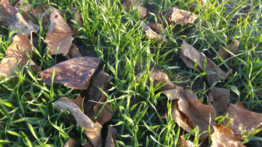 The rye crop is in great shape going into winter.