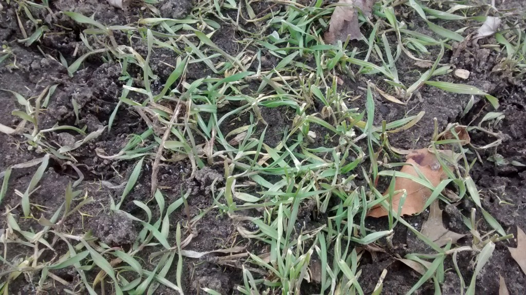 The tender leaves of young rye plants were enjoyed by various grazing animals this winter.