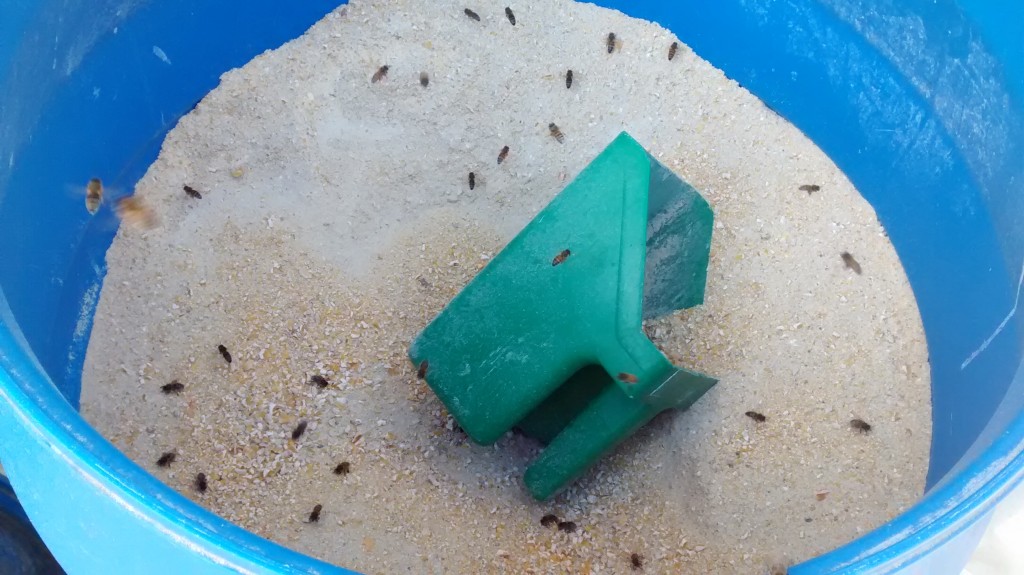 bees collecting grain dust