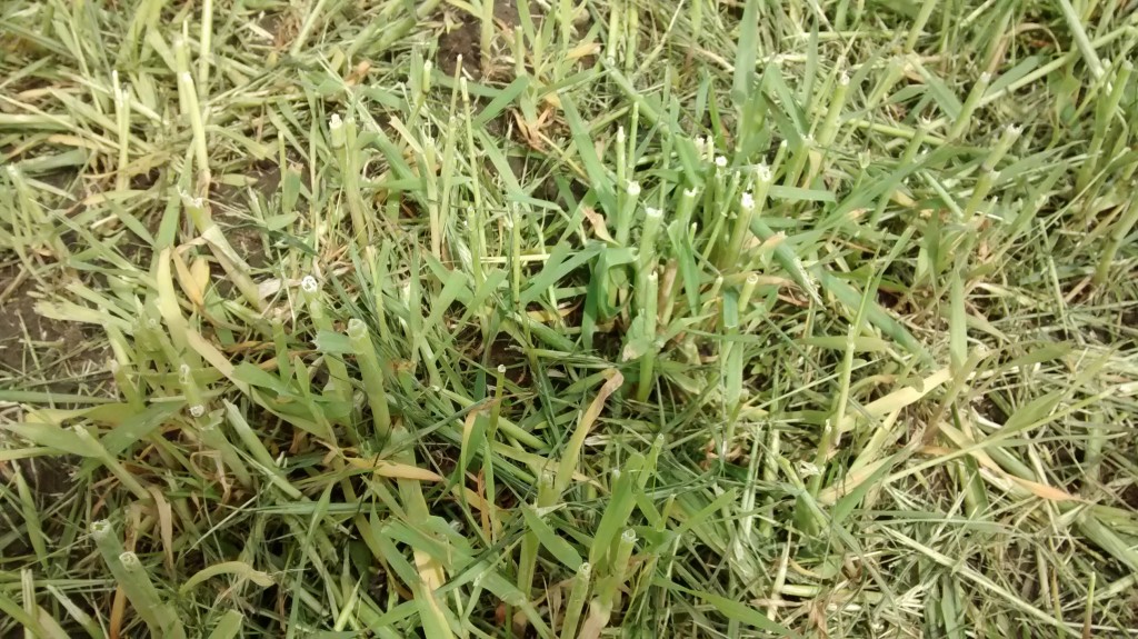 Mowing stops the growth of rye