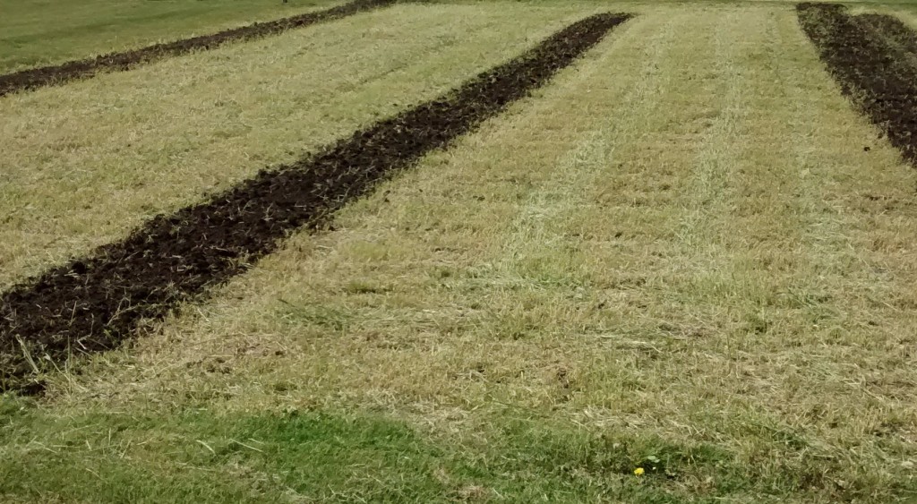 The winter rye residue was easily incorporated into the soil b y the rototiller