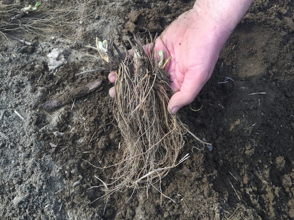 At first glance strawberry plants look like all roots. The crown and leaves are less visible at this stage.