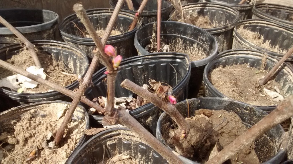 The best cuttings had strong leaf buds and plenty of roots.