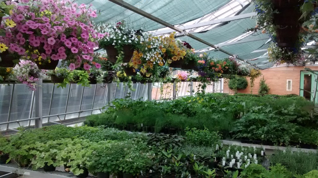 The plants will be sold in the same greenhouse that they were grown in.