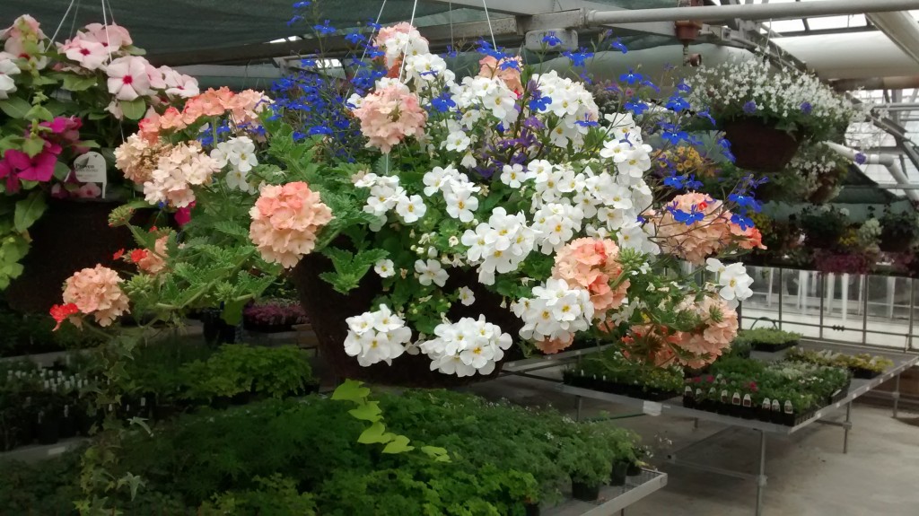 Wide variety of beautiful hanging baskets